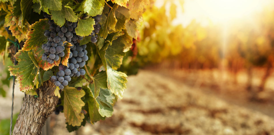 home-agricultural-activity